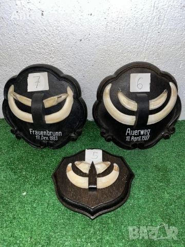 Глиги - зъби от диво прасе , снимка 5 - Други - 54240588