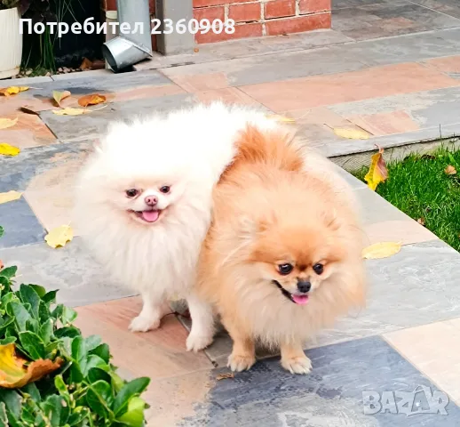 Женско топ померанче , снимка 9 - Померан - 56466163
