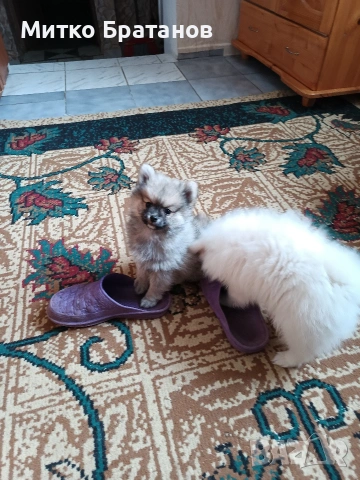 Продавам померани, снимка 3 - Померан - 52792953