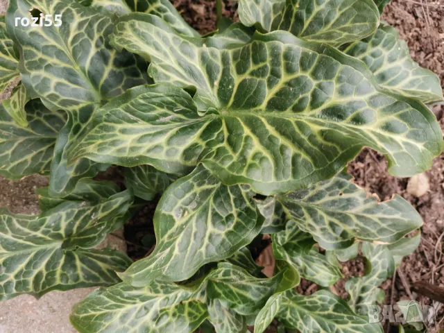 Продавам многогодишни студоустойчиви цветя от моята градина на гол корен., снимка 14 - Градински цветя и растения - 49873504