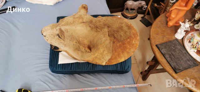 Глава на лъв трофей от 19век., снимка 4 - Антикварни и старинни предмети - 29194108