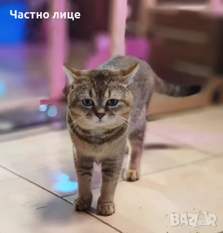 шотланска котка