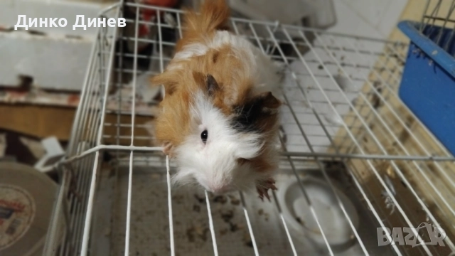 морски свинчета , снимка 4 - Морски свинчета - 49438424