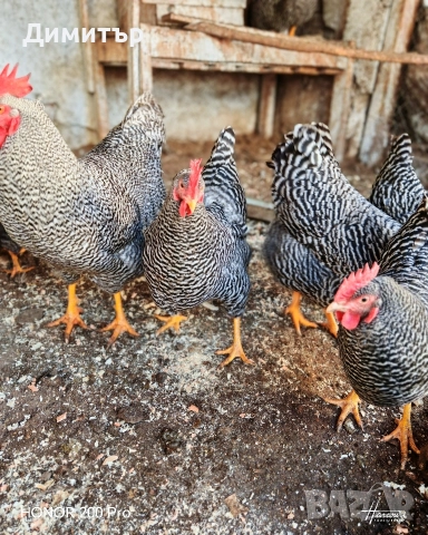 Разплодни яйца от Амрок, снимка 10 - Кокошки и пуйки - 52615792