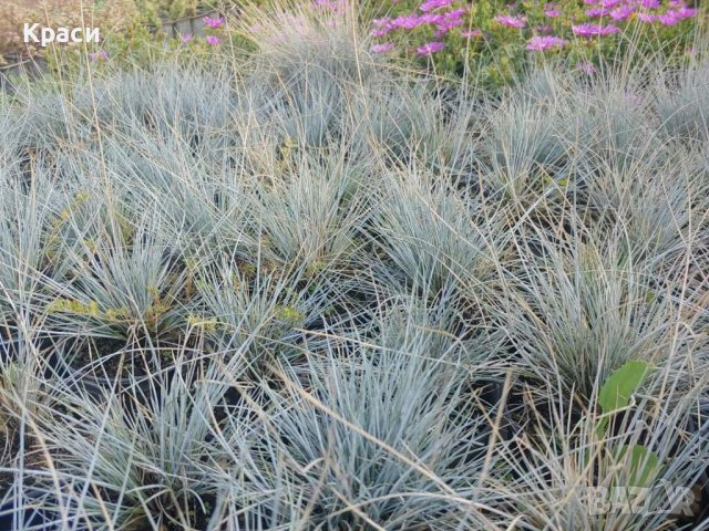 Синя трева -фестука, снимка 2 - Градински цветя и растения - 42049476