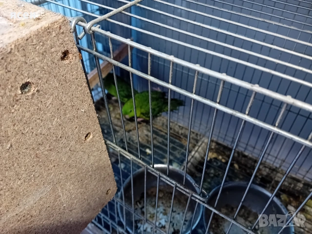 Продавам Аймари , снимка 4 - Папагали - 54153647