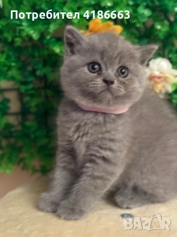 Британска късокосместа цвят люляк за разплод , снимка 18 - Британска късокосместа - 52412010