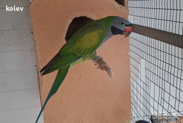 Папагали Китайски Александър , снимка 2 - Папагали - 48283869