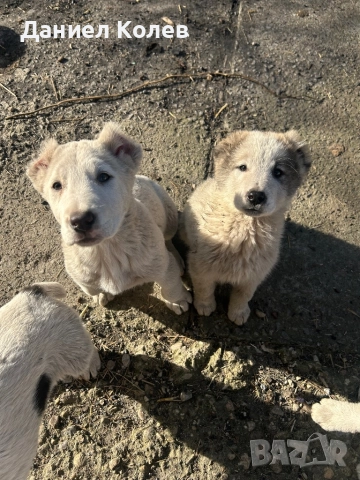 Продавам женски и мъжки алабаи, снимка 10 - Алабай - 52813719