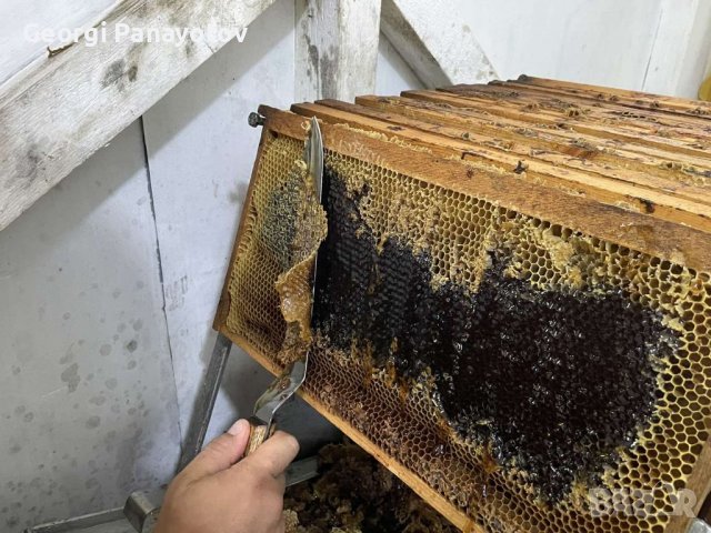Манов мед от с.Бродилово, снимка 2 - Пчелни продукти - 38059490