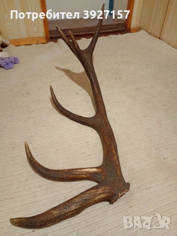 Рог от благороден елен.