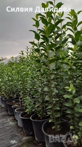 Лигуструм , снимка 2 - Градински цветя и растения - 52504233