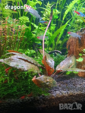 Аквариумни растения,охлюви, скариди 
