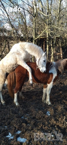 Кобила, снимка 6 - Коне - 54316822