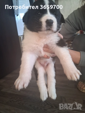 каракачански кученца, снимка 4 - Други - 52433043