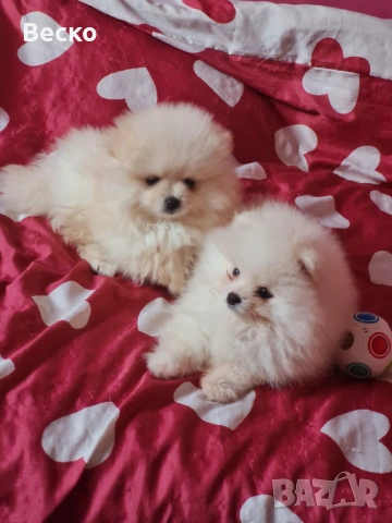 Померан мини мъжко и женско , снимка 2 - Померан - 54255864