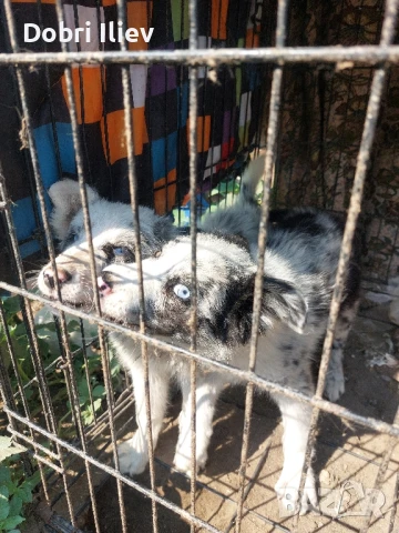 Продавам Бордан Колита , снимка 1