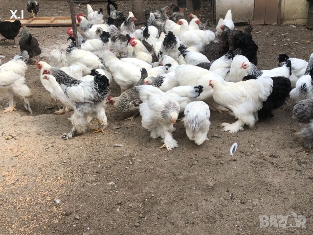 Невероятни БРАМА кокошки , снимка 15 - Кокошки и пуйки - 42342424