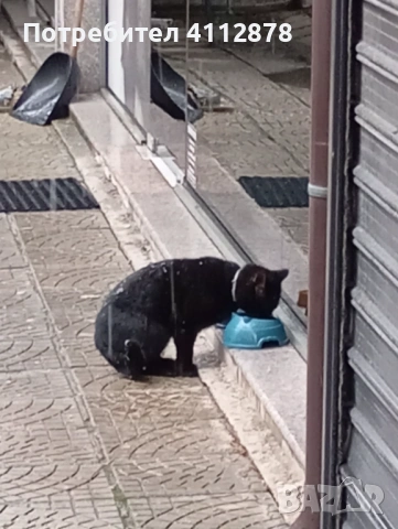Намерено черно коте в кв.Хладилника, снимка 2 - Изгубени/намерени - 53309862