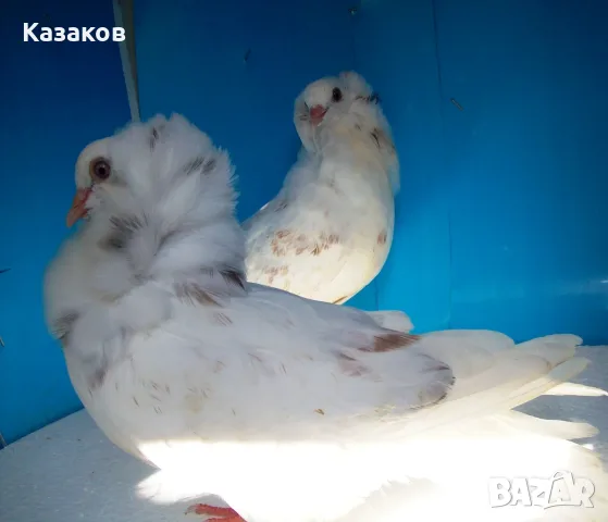 Продавам млади капуцини, снимка 2 - Гълъби - 56150102