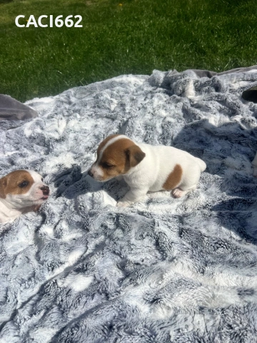 Джак ръсел , снимка 4 - Джак ръсел териер - 54154739