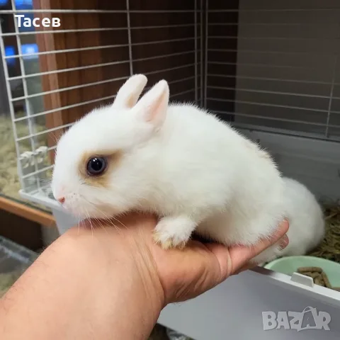 Декоративни зайчета