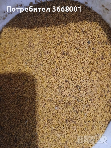 Семе люцерна 