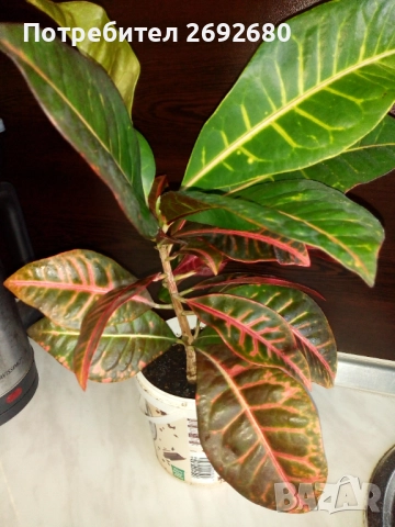 Планински кротон, височина 45-100см./цени в описанието , снимка 10 - Стайни растения - 44861352