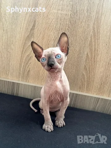 Котенца момичета и момчета канадски сфинкс