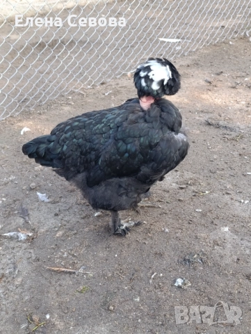 Оплодени яйца от светъл съсекс, голошийки и качулати , снимка 8 - Кокошки и пуйки - 52790436