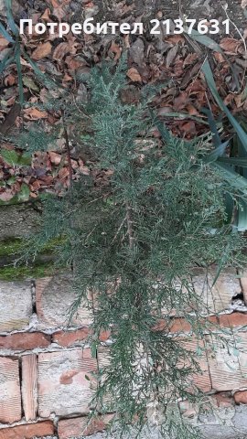 Продавам КИПАРИСИ, снимка 2 - Градински цветя и растения - 35157822