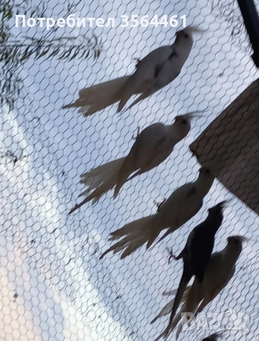 Корели: белолики "Албино" продавам , снимка 5 - Папагали - 52410976