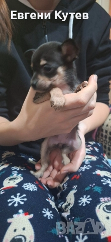 Пинчерчета , снимка 3 - Пинчер - 52897697