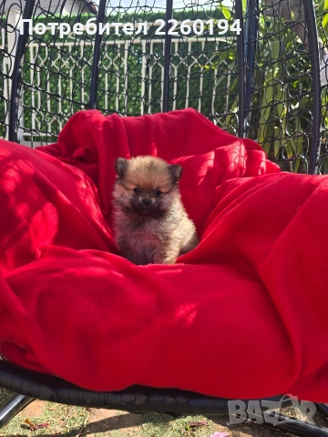 Померан Померанче, снимка 2 - Померан - 54343891