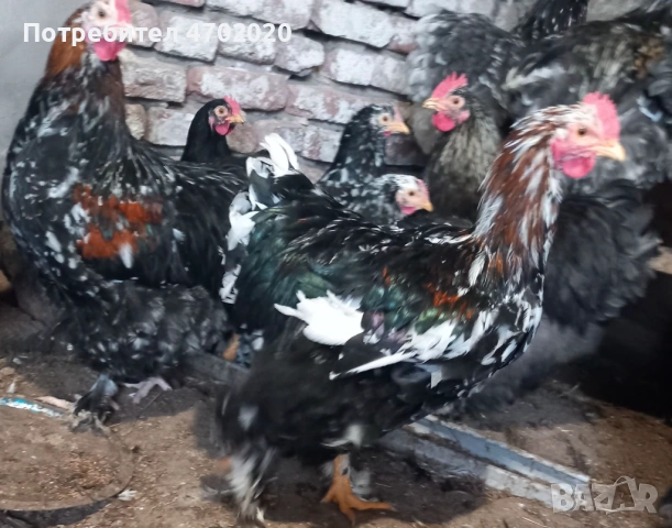 Петли, снимка 2 - Кокошки и пуйки - 54017467