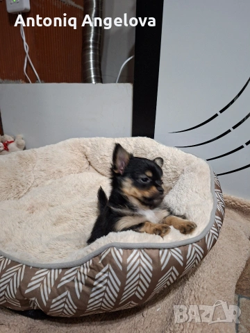 момченце чихуа , снимка 5 - Чихуахуа - 54017930