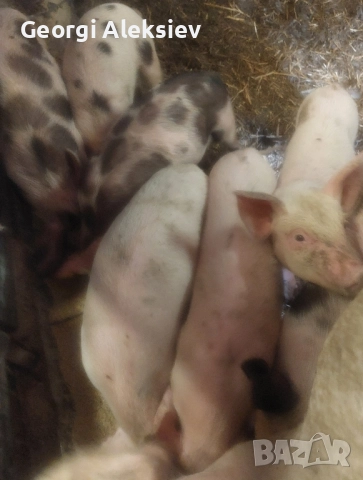 Малки прасенца, снимка 4 - Прасета - 52420544