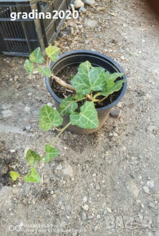 Бръшлян - Хедера обикновен (Hedera), снимка 6 - Разсади - 51007713