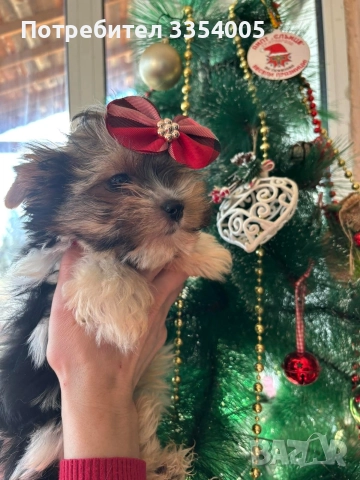 Мини йорки бивър , снимка 2 - Йоркширски териер - 52936518