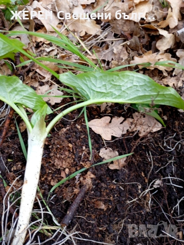 Змийска хурка — хемороиди, миоми,  язви — пресни грудки, снимка 5 - Други стоки за дома - 53952339