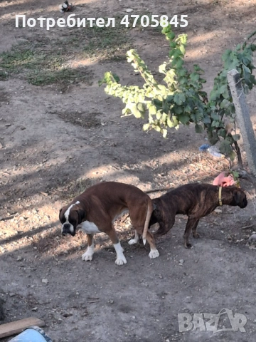 Немски Боксер, снимка 7 - Боксер - 53062652