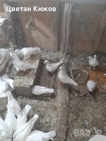 Продавам  гълъби , снимка 1
