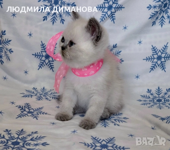 Персийско екзотично момиче. , снимка 13 - Персийска - 52883045