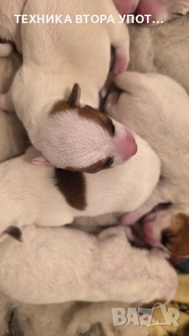 Джак ръсел териер родени на 29.11.25, снимка 5 - Джак ръсел териер - 52606975