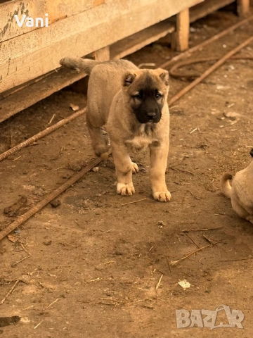 Кангал /Кангалчета, малки , снимка 7 - Кангал - 53493206