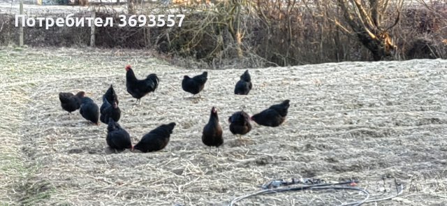 Оплодени яйца от черен австралорп , снимка 5 - Кокошки и пуйки - 44375254