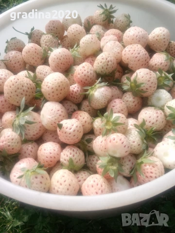 Бяла ягода - ананасова , снимка 16 - Стайни растения - 27205117