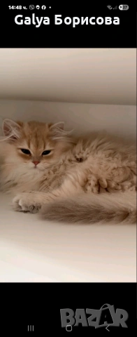 Британска котка  лилаво злато