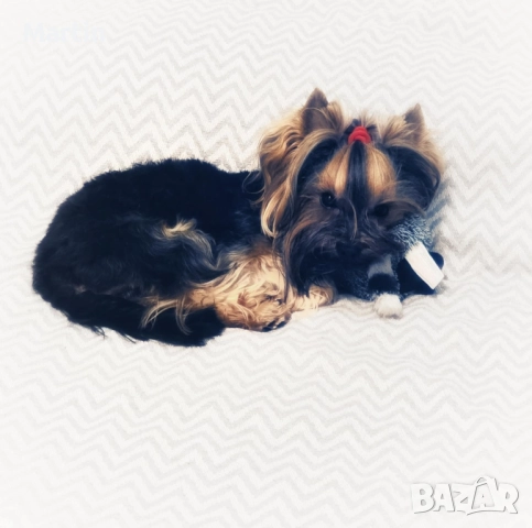 Малък джентълмен йорки търси своята дама 💕🐶, снимка 3 - Йоркширски териер - 52945201