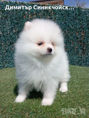 померан , снимка 5 - Померан - 54224690